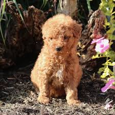 We are a small hobby breeder located in northwest arkansas. Caramel F1b Mini Goldendoodle Puppy For Sale At Newmanstown Pennsylvania Vip Puppies