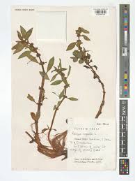 Image result for Bergia capensis