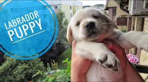It's a mint chocolate labrador! Labrador Puppy 8 Weeks Old First Day Home Youtube