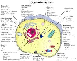 Cells And Organelles Worksheet Impressive Cell And Their Organelles Cell Organelles With Their Functions In 2020 Organelles Plant Cell Organelles Biology Lessons