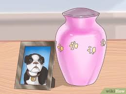Ask a professional dog vet anytime. How To Cope With Having A Dog Put Down 11 Steps