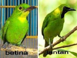 Perbedaan Cucak Ijo Kalimantan Dan Banyuwangi Murai Jantan Dan Betina Kacer Jantan Dan Betina Harga Cucak Ijo Pleci Jantan Dan Betina Betina Burung Kalimantan