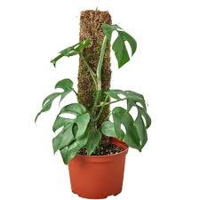 Image result for Monodora minor