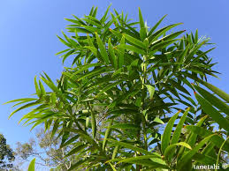 Image result for Agathis