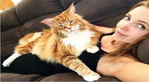 Kedi Sahibi Olmak Ruh Sagligina Iyi Geliyor Saglik Gundemi Mahalli Gundem