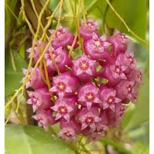 Hoyas are seeing a surge in popularity as houseplants and this guide will help you learn how to care hoyas have the potential to become an extremely popular and mainstream houseplant largely for a. Search Results For Hoya Uhlig Kakteen More Than 5 000 Different Species