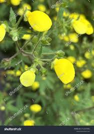 Image result for Calceolaria tripartita