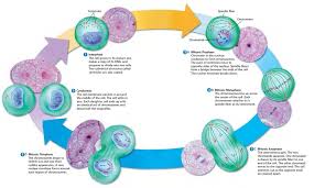 Other articles where interphase is discussed: Biology Cell Cycle Quiz Diagram Quizlet