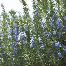 Image result for Rosmarinus officinalis