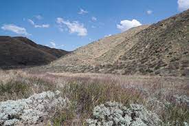 Maybe you would like to learn more about one of these? Will Late Rains Bring A Super Bloom Of Wildflowers To California Deserts