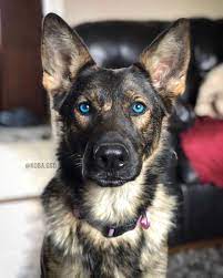 They are healthy, playful, and full of energy and they love children! German Shepherd With Blue Eyes Dogpictures Dogs Aww Cuteanimals Dogsoftwitter Dog Cute German Shepherd Dogs German Shepherd Husky Cute Dogs And Puppies