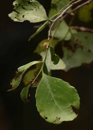 Image result for Maytenus undata