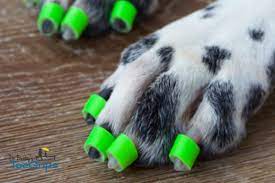 Spinal Stroke In Dogs What You Need To Know Dr Buzby S Toegrips For Dogs