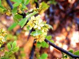 Image result for Mimosa mossambicensis