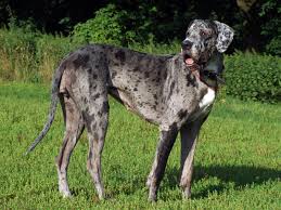 Resultado de imagem para DEUTSCHE DOGGE