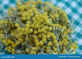 Image result for Helichrysum cooperi
