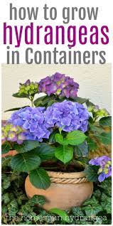 How To Grow Hydrangeas In Containers The Homespun Hydrangea Growing Hydrangeas Planting Hydrangeas Potted Hydrangea Care
