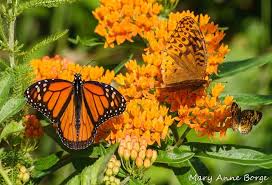 Milkweed It S Not Just For Monarchs With Images Milkweed Native Plant Landscape Plant Species
