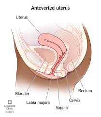 Image result for cervix position