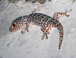 Tahukah anda dengan hongkong ketiban cicak? Mitos Tentang Kehadiran Beberapa Hewan Beserta Artinya Blog Unik