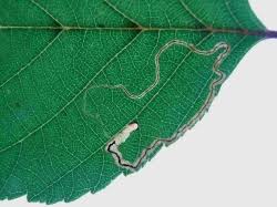 Image result for Stigmella continuella
