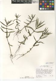 Image result for Ammannia prieuriana