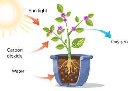 The Source Of Oxygen Evolved During Photosynthesis Is
