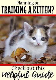 How To Train A Kitten Oliveknows Training A Kitten Cat Training Cats