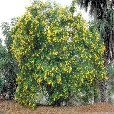 Image result for Tecoma stans