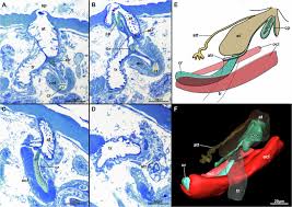 Image result for Blue Seta 2005 159