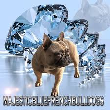She has been spade so is not for breeding purposes. Majestic Blue French Bulldog Puppies For Sale