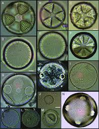 Image result for Actinoschoenus