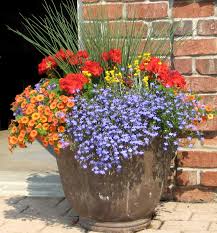 Image result for lobelia combine composition