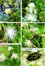 Image result for Hugonia elliptica