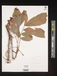 Image result for Glenniea africana