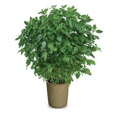 Image result for Ocimum natalense