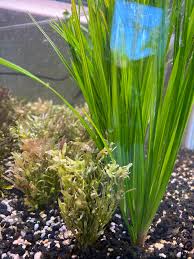 Image result for Cyperus spiralis