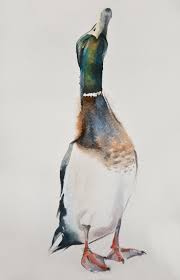 Duck 55 Watercolor On Paper 20 30 By Olga Flerova Duck Art Bird Art Watercolor Bird
