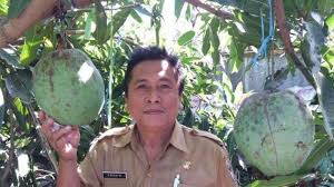 Ada bunga yang digunakan untuk menghiasi taman ataupun hiasan dan ada juga yang dijadikan sebagai hobi tanaman. Viral Buah Magga Jumbo Beratnya Capai 2 Kg Ini Penjelasan Dari Sang Pemilik Serambi Indonesia