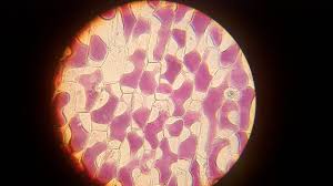 Maybe you would like to learn more about one of these? Plant Physiology Experiments Biology4isc