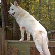 Before buying a puppy it is important to understand the associated costs of owning a dog. Wolf Hybrid Puppies For Sale From Reputable Dog Breeders