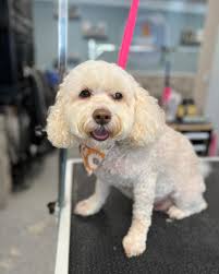 Buddy 🫐 Groomed by Robyn #small #groomingday #business #fallstyle #dog  #grooming #doggroomingbusiness #groominglife #doggrooming  #smallbusinessownersclub #fallvibes #fall