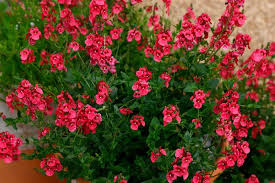 Image result for ostruhatka