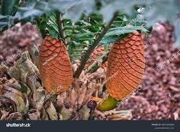 Image result for Encephalartos ferox
