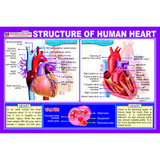 chart no structure of human heart