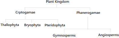 kingdom plantae explanation classification concepts