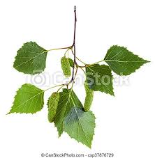 The birch is one tree that is found in almost all countries having a temperate climate. Twig Of Birch Tree With Green Leaves And Catkins Twig Of Birch Tree Betula Pendula Silver Birch Warty Birch European Canstock