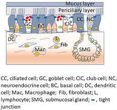 Human rhinoviruses are the most important causative agents of upper respiratory infections and are also implicated in more severe clinical entities. Frontiers Rhinovirus And Innate Immune Function Of Airway Epithelium Cellular And Infection Microbiology