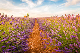 So blüht lavendel richtig üppig. Duftende Lavendelfelder In Der Provence Urlaubsguru