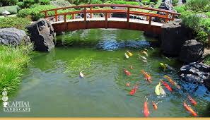 Amazing condos at the beautiful mccarrons ponds*one and two bedroom units available*features hardwood floors*custom cabinets*large bedrooms with walk in. Koi Pond Landscape Design Sacramento Koi Ponds